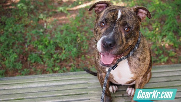 pit-bull-sit-on-bench-smile-at-camera_h