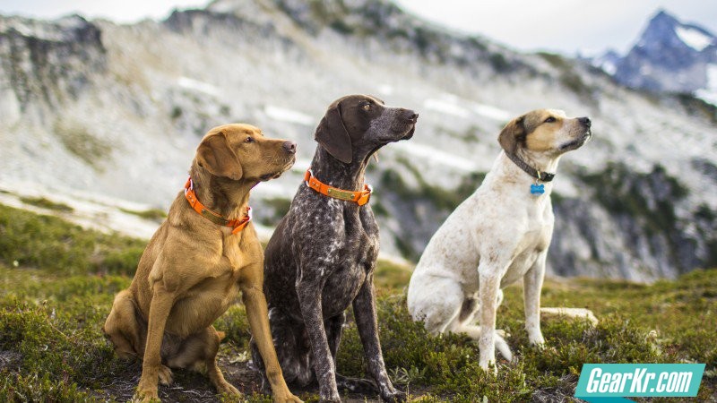 three-obedient-dogs-looking-left_h